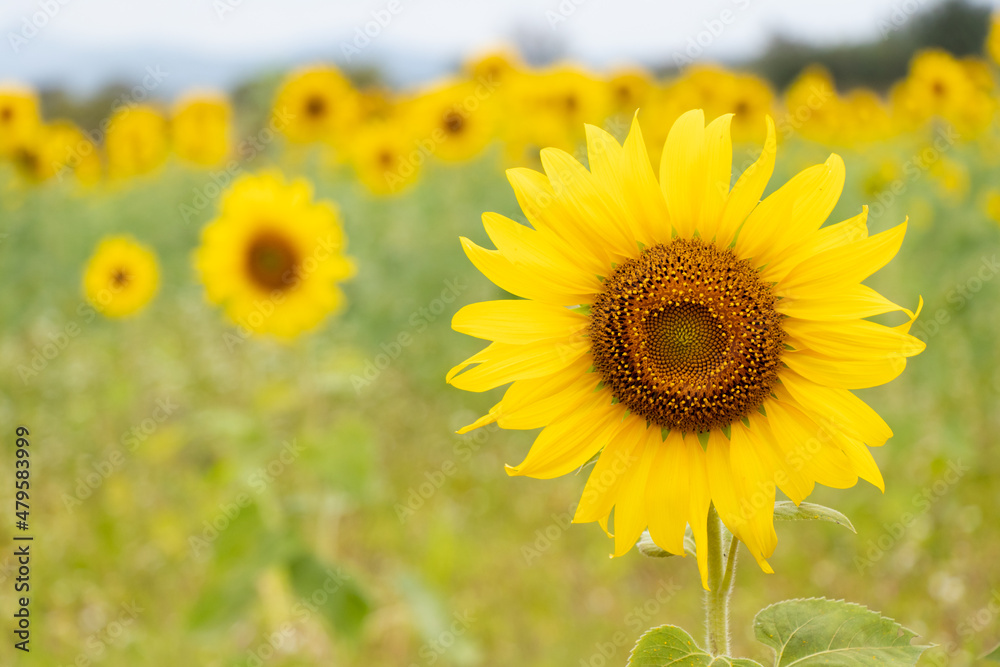 Beautiful yellow color sunflower in the agriculture farm background Beautiful yellow color sunflower in the agriculture farm background