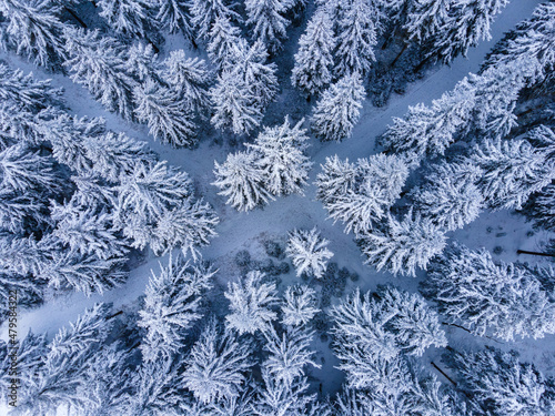 Aerial view of a winter forest