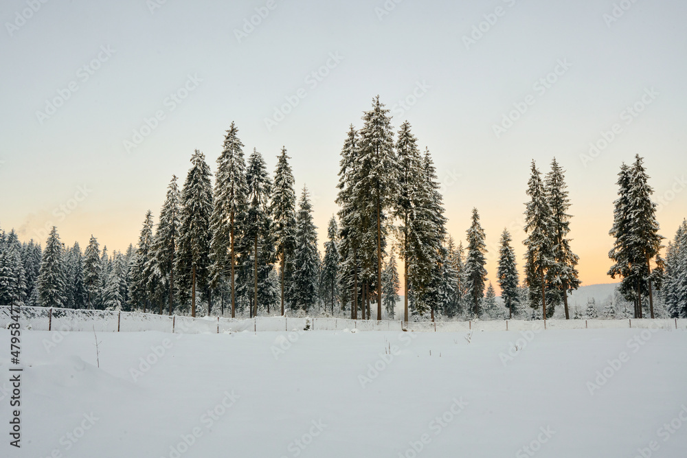 winter forest in the snow at the sunrise in Ukrainian Carphatians
