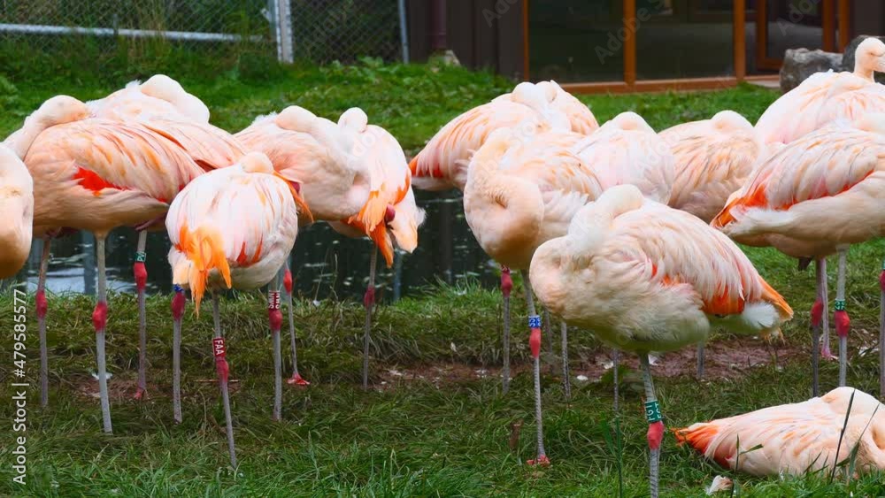 A flamboyance of flamingos resting by a pond. A flamboyance of flamingos resting by a pond.