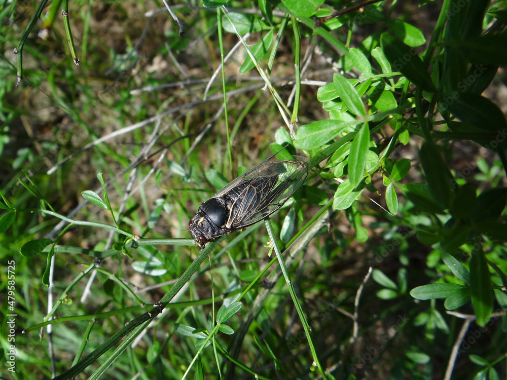 a cicada is sitting on a branch.cicada close-up. a cicada is sitting on a branch.cicada close-up.