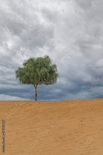 Fototapeta Naklejka Na Ścianę i Meble -  tree in desert with cloudy sky 