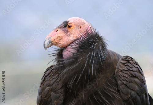 Closeup of condor bird