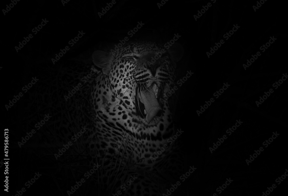 black and white portrait of a leopard