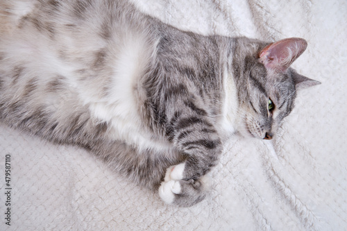 A grey cat is lying on a white blanket on its back with its belly up. A pet is resting on a warm bedspread