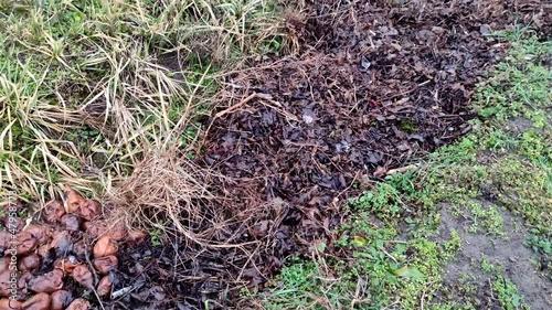 Compost pit in the garden, useful fertilizer and eco-friendly fertilizer for plants