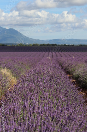 Provence alignement lavande