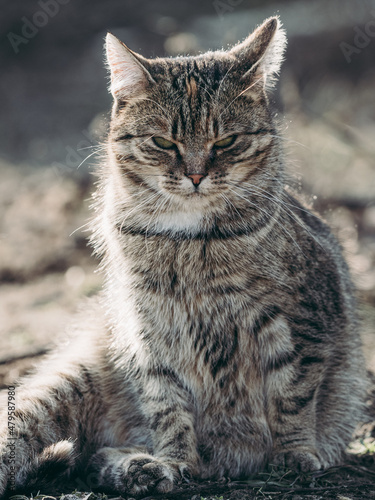 Angry cat portrait outdoor. 