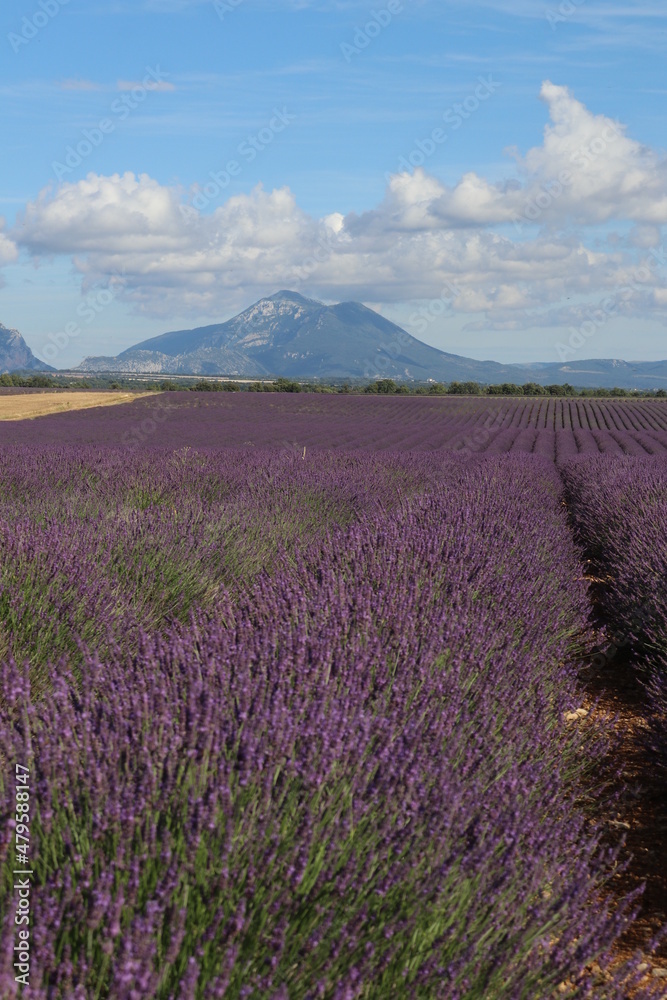Naklejka premium Plateau de valensole