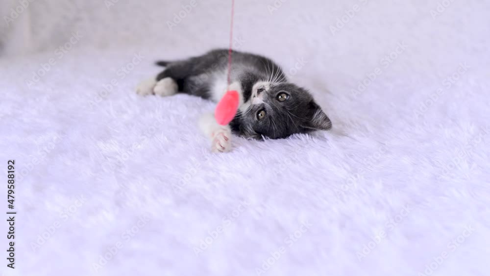 Small gray-white kitten lies on bed on bedspread and plays merrily with toy - soft plush heart on a string on a white background. Home games of cats on Valentine's Day. Cute playful baby animals.