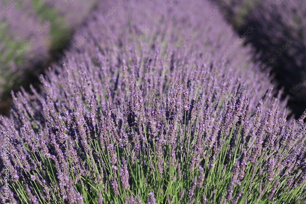 Fototapeta premium lavander 