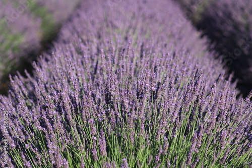 lavander 