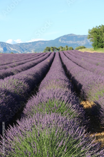 Provence lavander © libllul