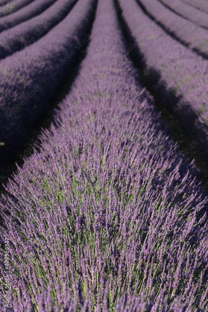 Obraz premium lavander