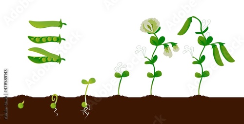 Pea growth. Green plant growing stages with seedling, sprout and pods, organic vegetable graphic element. Vector isolated set