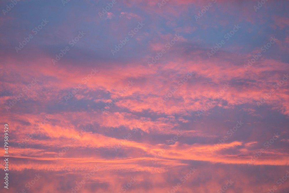 Evening pink clouds against the blue sky. Sunset. Abstract natural background, wallpaper.