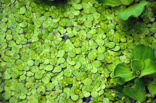 Beautiful water fern or mosquito fern floating on the water with water cabbage or pistia stratiotes. Spirodela polyrhiza commonly known as duckweed or great duckmeat on the freshwater in swamp or pond