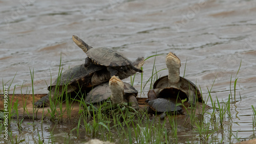marsh terrapin family sitting on rock in water pool