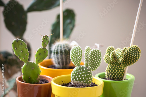 Cute mini cactus close-up. Variety of cute cacti plants. Hauseplant in colourful pots. photo