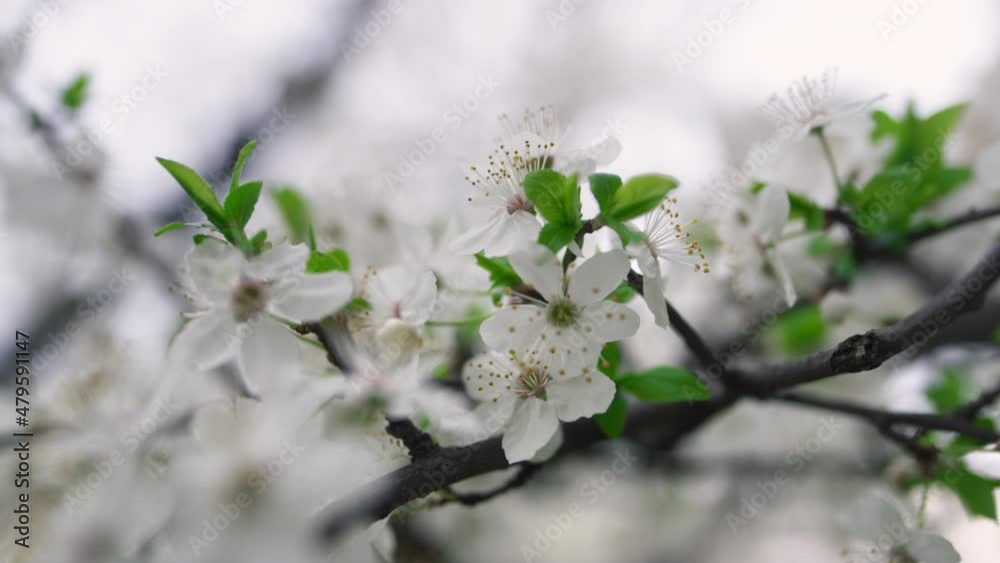 Sakura flowers macro. Closeup spring flowers blooming in garden. Cherry tree Sakura flowers macro. Closeup spring flowers blooming in garden. Cherry tree