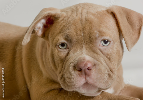 Portrait of a beautiful puppy of breed American Bully in the studio. © Andrey