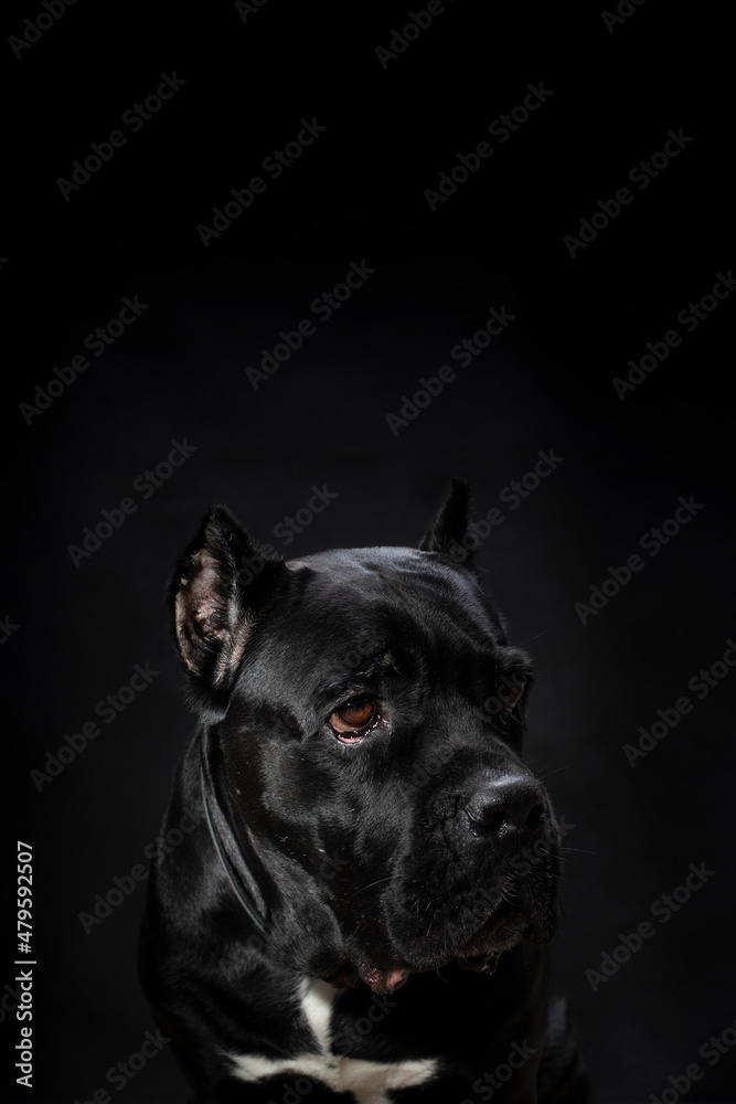 Portrait of a black dog of the Italian cane corso breed on a black background, low key, copy space, close-up, dark background