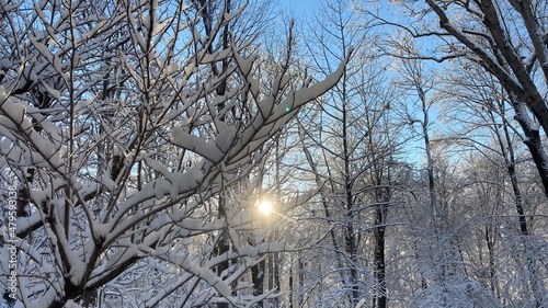 Wallpaper Mural sunlight through snow laden forest Torontodigital.ca