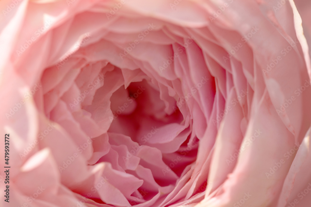 Fototapeta Unfocused blur rose petals, abstract romance background, pastel and soft flower card
