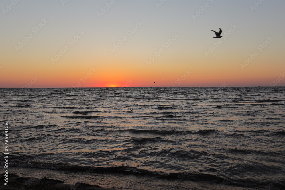 seagulls fly on golden sunset or sunrise at the deep dark ocean. aerial view of sundown and up to the sea. yellow and orange colorful sky. romantic beautiful sky in the spring season.