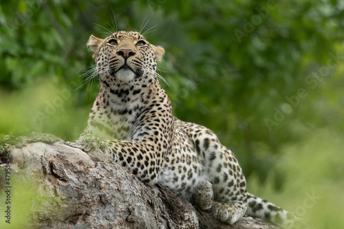 Leopard lying on tree branch looking up amongst the leaves