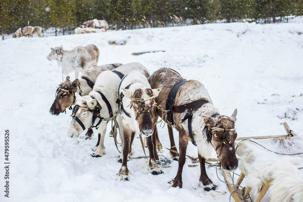 Naklejka premium Reindeer in a team in winter in northern Russia, Khanty-Mansiysk District, at the celebration of the Day of the Reindeer Herder