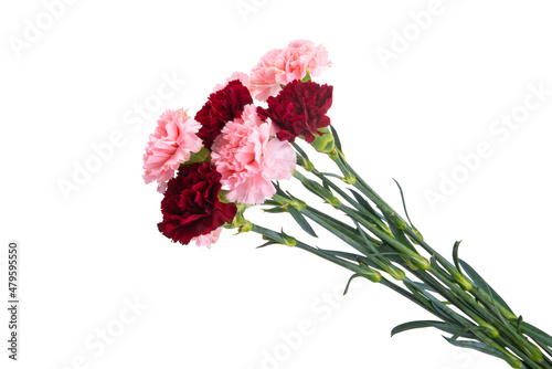 bouquet of carnations isolated photo