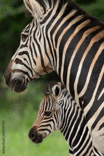 plains zebra mare and foal portrait