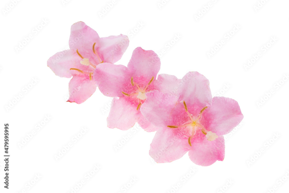 pink azalea flower isolated