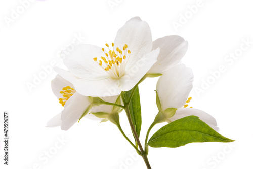 beautiful jasmine flowers isolated