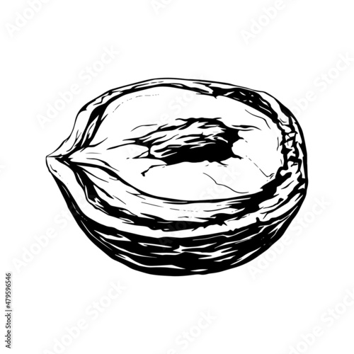 Hazelnut. Insulated flat half hazelnuts in shell and peeledю sketch icons. Natural healthy hazel nut organic food collection. Vegetarian diet snack vector illustration. Hazelnuts set.