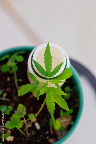 Cannabis Product Composition Indoors. Hemp Leaves and Medicine Bottle on a Natural Background. Hemp buds - medical marijuana concept.