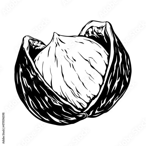 Hazel nut. Isolated flat hazelnut in shell and peeled. sketch icons. Natural healthy hazel nut organic food collection. Vegetarian diet snack vector illustration. Hazelnuts set. whole walnut