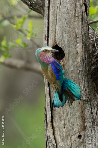 lilac breasted roller perching at nest in tree