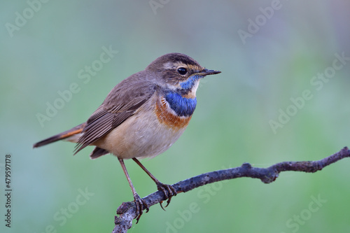 lovely brown bird with blue hiligh blue feathers having fuffly look when perching on wooden branch in early cool morning