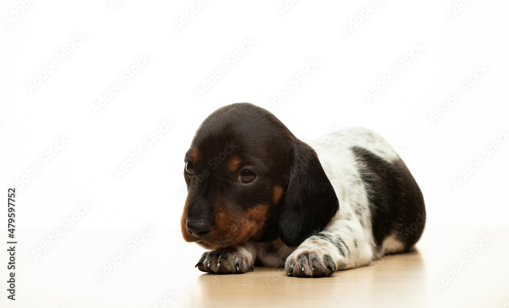 image of dog white background image of dog white background