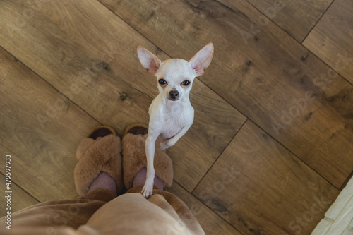 A small chihuahua dog looks up at its owner. Cute pet.