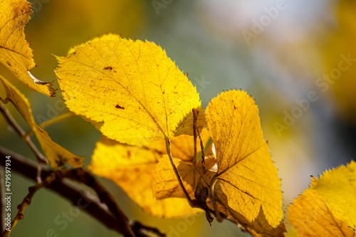 autumn leaf on tree macro