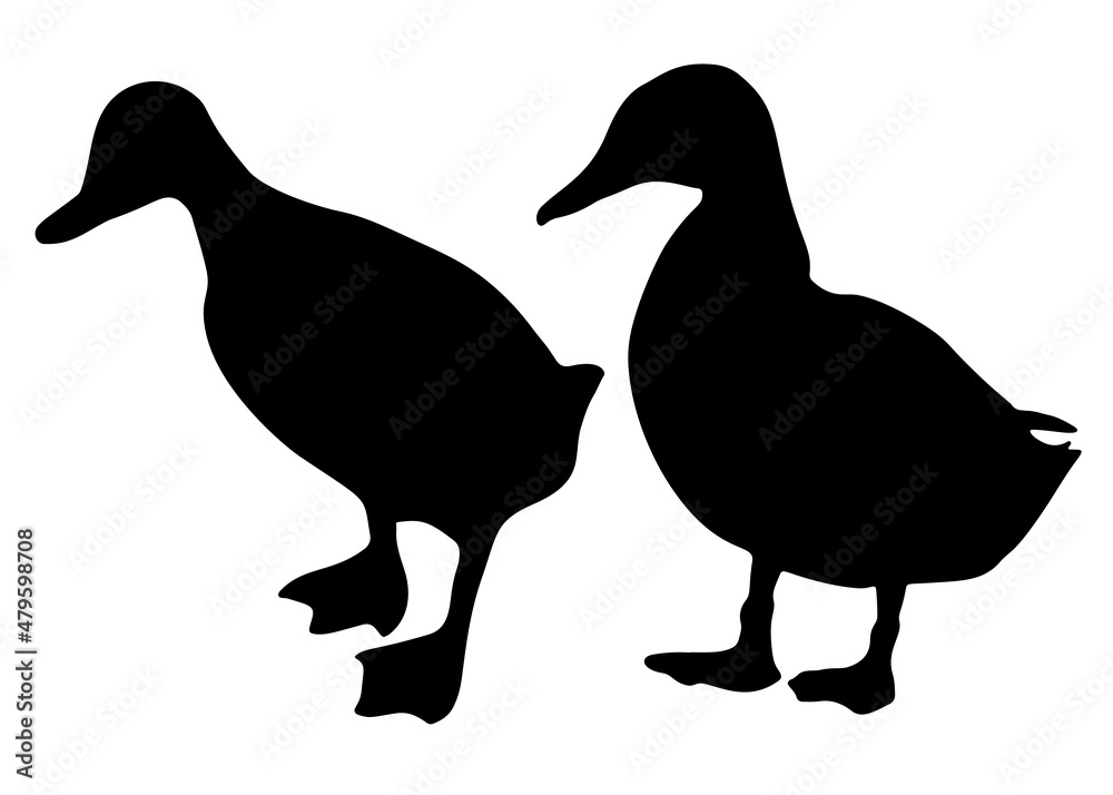Fototapeta premium Ducks are big in the set. Vector image.