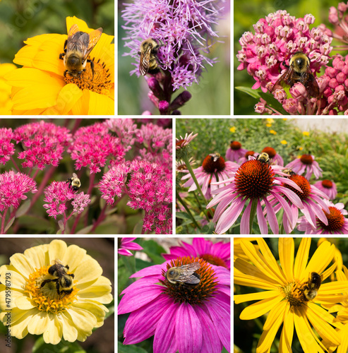 Bumblebee bees pollinating wildflowers composition collage of 8 photos
