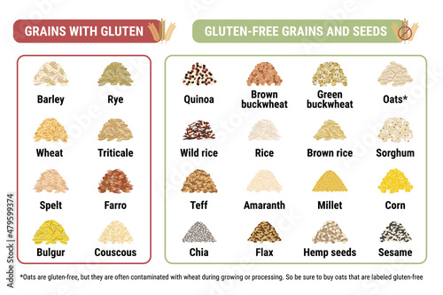 Gluten-free and containing gluten grains infographic. Healthy and unhealthy grains and seeds by celiac disease. Horizontal format. Wheat, barley, rye, triticale. Hand drawn vector illustration photo
