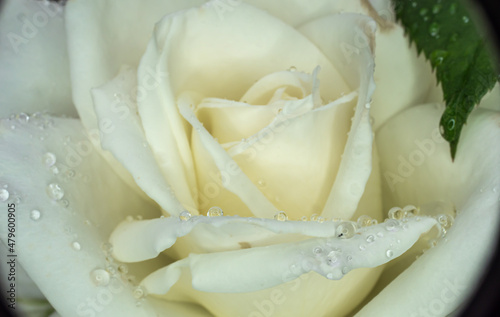 white roses in the garden with raindrops