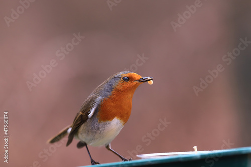  A robin with a seed in its beak.... © chermit