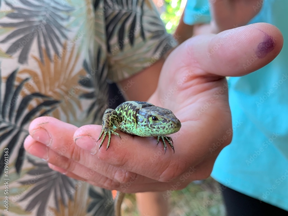 The guy is holding a lizard in his hand. Lizard in the hands of a man, close-up. A beautiful reptile held captive by humans. The guy is holding a lizard in his hand. Lizard in the hands of a man, close-up. A beautiful reptile held captive by humans.
