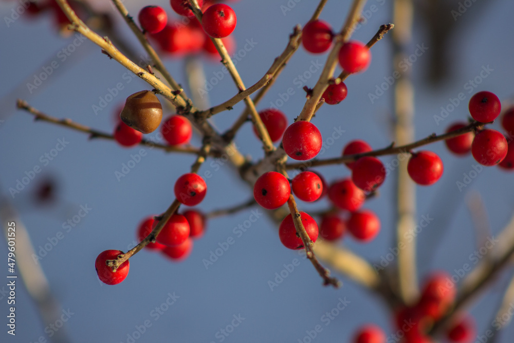 red berries on a tree in winter red berries on a tree in winter